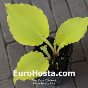 Hosta Jessica Alba