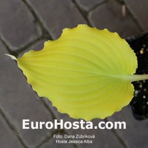 Hosta Jessica Alba