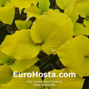 Hosta Jessica Alba