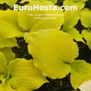 Hosta Jessica Alba