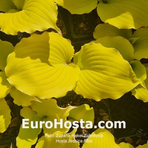 Hosta Jessica Alba