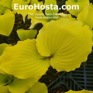 Hosta Jessica Alba