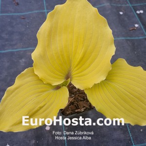 Hosta Jessica Alba