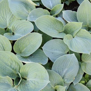 Hosta Jet Black