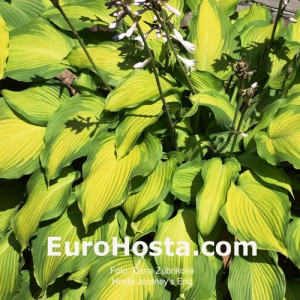 Hosta Journey's End - Eurohosta