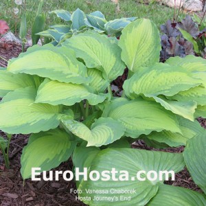 Hosta Journey's End - Eurohosta