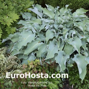 Hosta Joy Ride