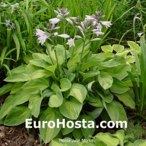 Hosta Julie Morss - Eurohosta