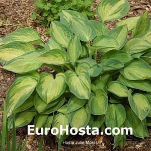 Hosta Julie Morss - Eurohosta