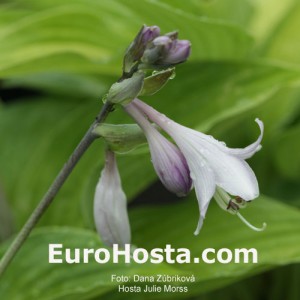 Hosta Julie Morss - Eurohosta