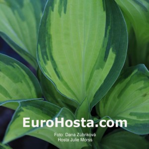 Hosta Julie Morss - Eurohosta