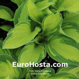 Hosta Julie Morss - Eurohosta