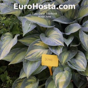 Hosta June - Eurohosta