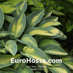 Hosta June - Eurohosta