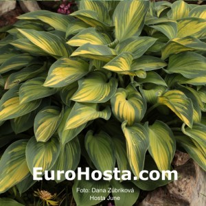 Hosta June - Eurohosta