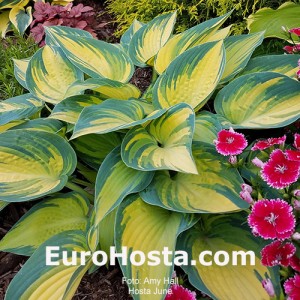 Hosta June - Eurohosta