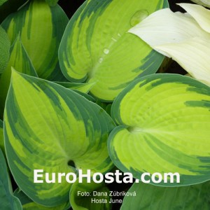 Hosta June - Eurohosta