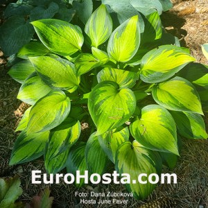 Hosta June Fever - Eurohosta