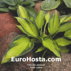 Hosta Justine - Eurohosta