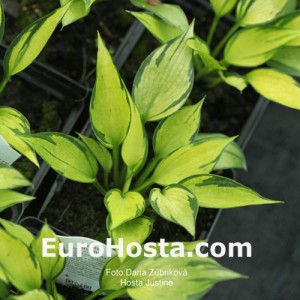 Hosta Justine - Eurohosta