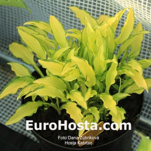 Hosta Kabitan