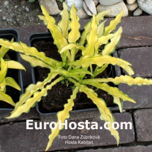 Hosta Kabitan - Eurohosta