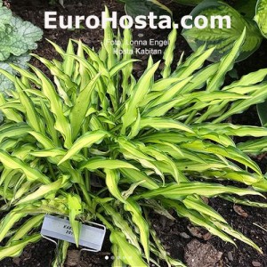 Hosta Kabitan