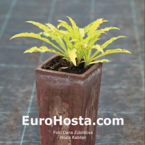 Hosta Kabitan - Eurohosta