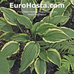 Hosta Kalamazoo