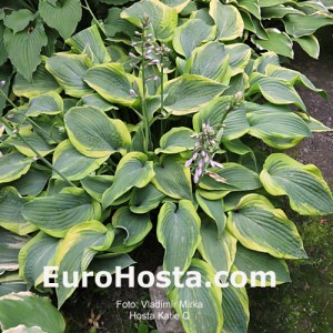 Hosta Katie Q - Eurohosta 