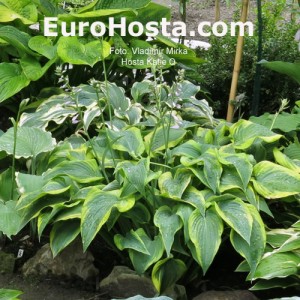 Hosta Katie Q - Eurohosta 