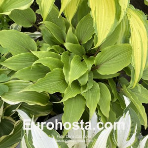 Hosta Katsuragawa Beni