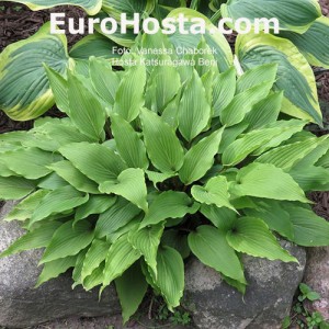 Hosta Katsuragawa Beni