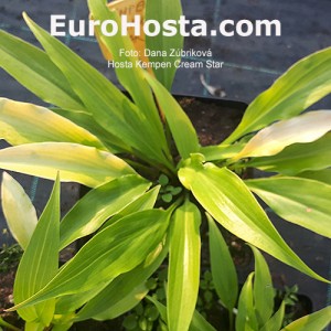 Hosta Kempen Cream Star