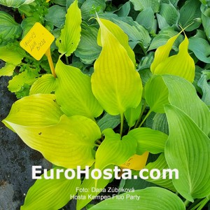 hosta Kempen Fluo Party