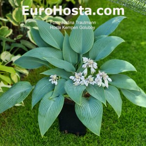 Hosta Kempen Goluboy