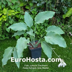 hosta Kempen Grey Master