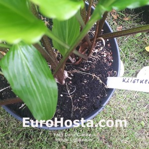 Hosta Kempen Lightkeeper