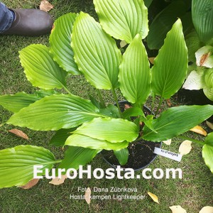 Hosta Kempen Lightkeeper