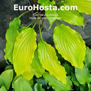 Hosta Kempen Lightkeeper