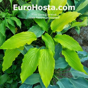 Hosta Kempen Lightkeeper