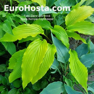 Hosta Kempen Lightkeeper