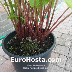 Hosta Kempen Lutino Bird