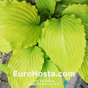 Hosta Kempen Lutino Bird