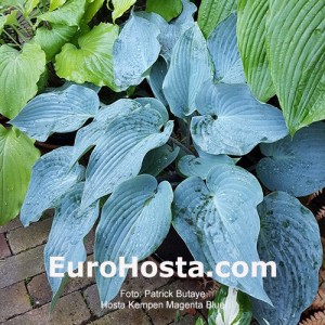 Hosta Kempen Magenta Blue