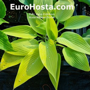 Hosta Kempen Sorbet 