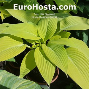 hosta Kempen Sorbet 