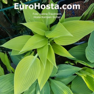 hosta Kempen Sorbet 