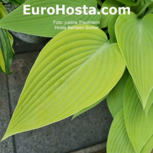 hosta Kempen Sorbet 