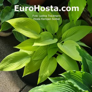 hosta Kempen Sorbet 